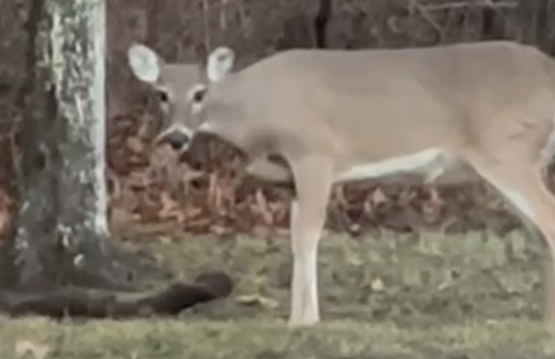 Still from video of deer.