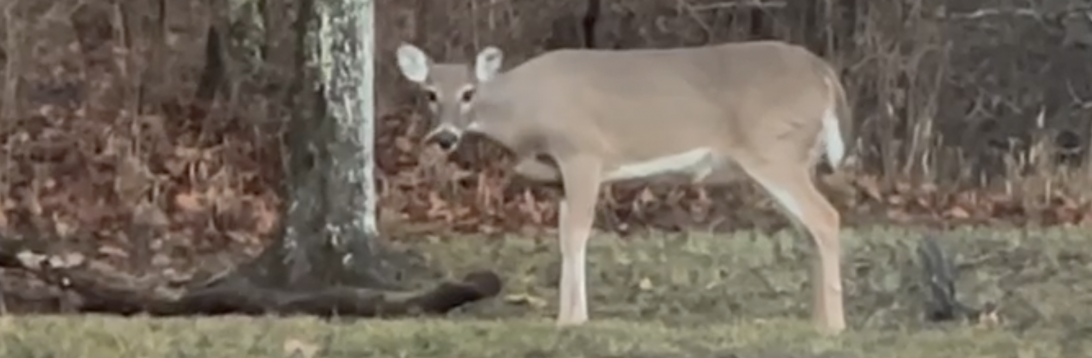 Still from video of deer.