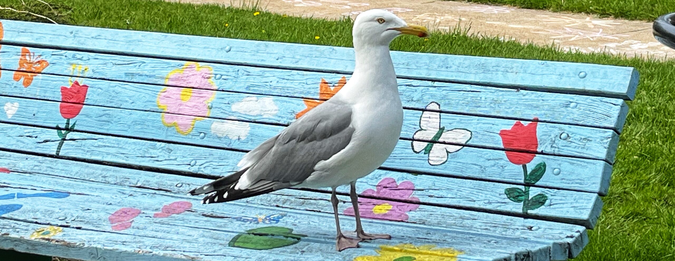 Seagull on a brightly painted park bench
